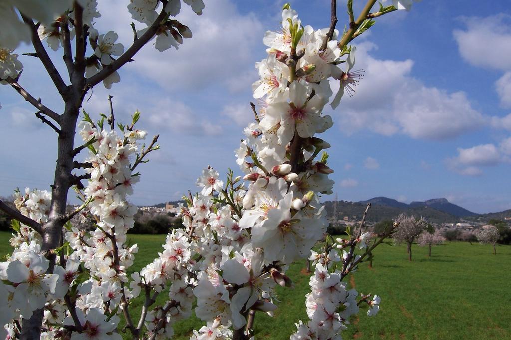Agroturisme Can Bessol S'Horta ห้อง รูปภาพ